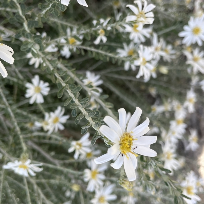 Olearia pimeleoides