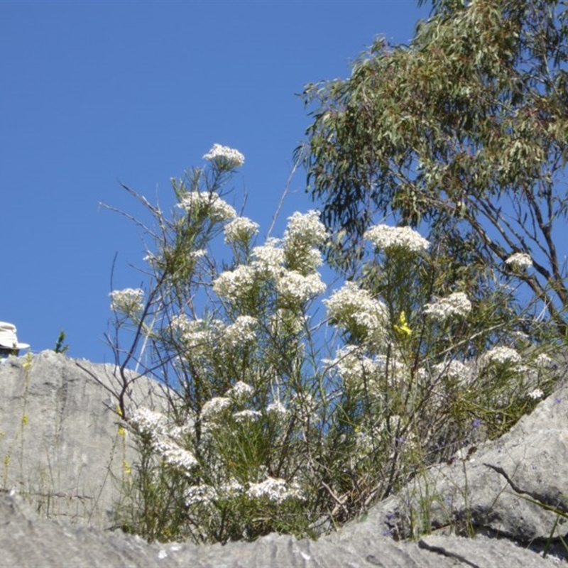 Olearia rosmarinifolia