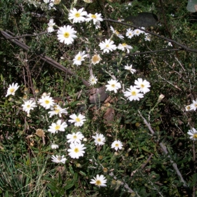 Olearia sp.