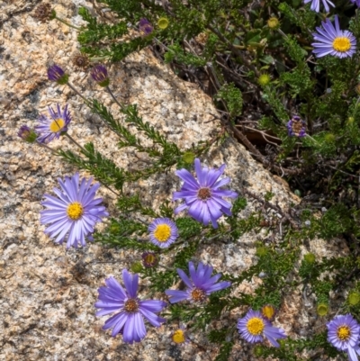 Olearia sp. Rhizomatica (I.R.Telford 11549)