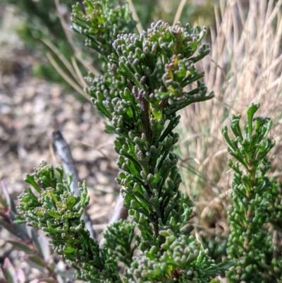 Olearia sp. Rhizomatica (I.R.Telford 11549)