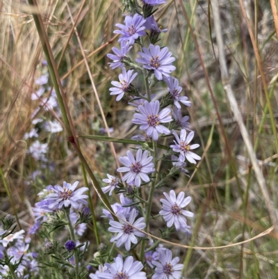 Olearia stricta var. parvilobata