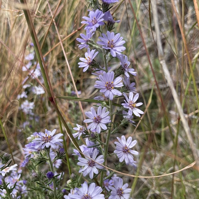 Olearia stricta var. parvilobata