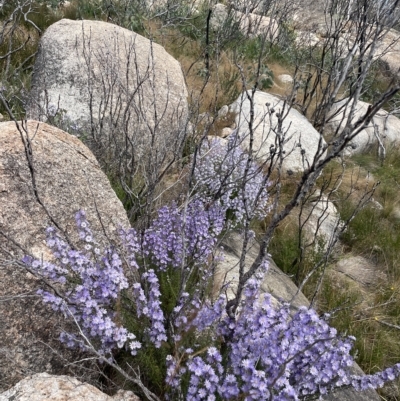 Olearia stricta var. parvilobata