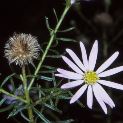 Olearia tenuifolia