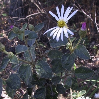 Olearia tomentosa