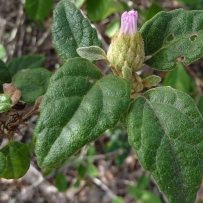 Olearia tomentosa