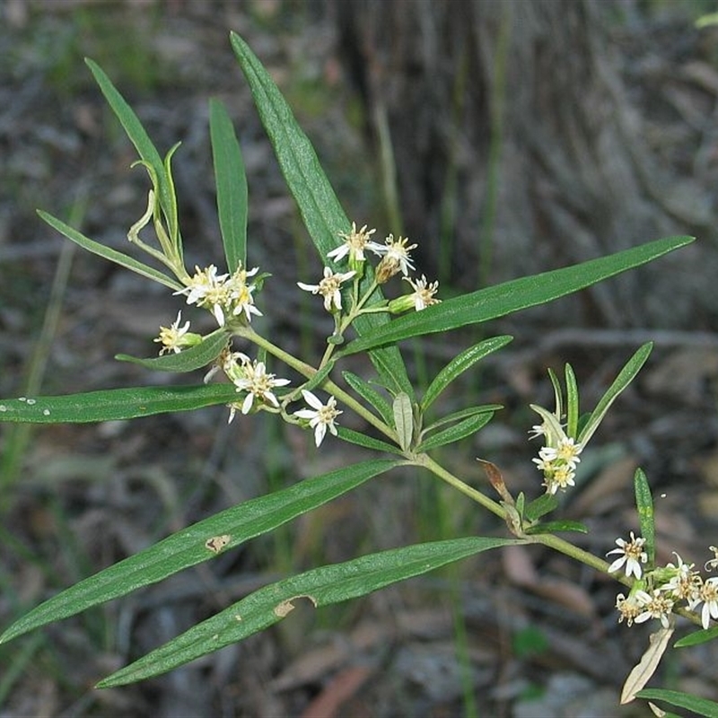 Olearia viscidula