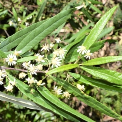 Olearia viscidula