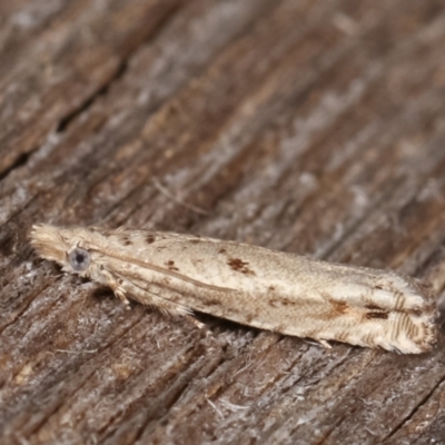 Olethreutinae (subfamily)