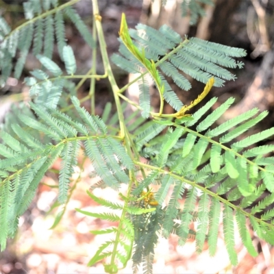 Acacia irrorata