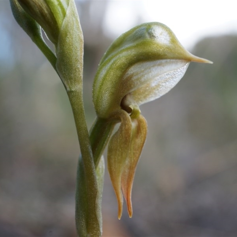 Oligochaetochilus aciculiformis