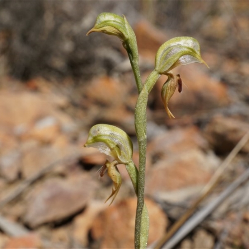 Oligochaetochilus aciculiformis