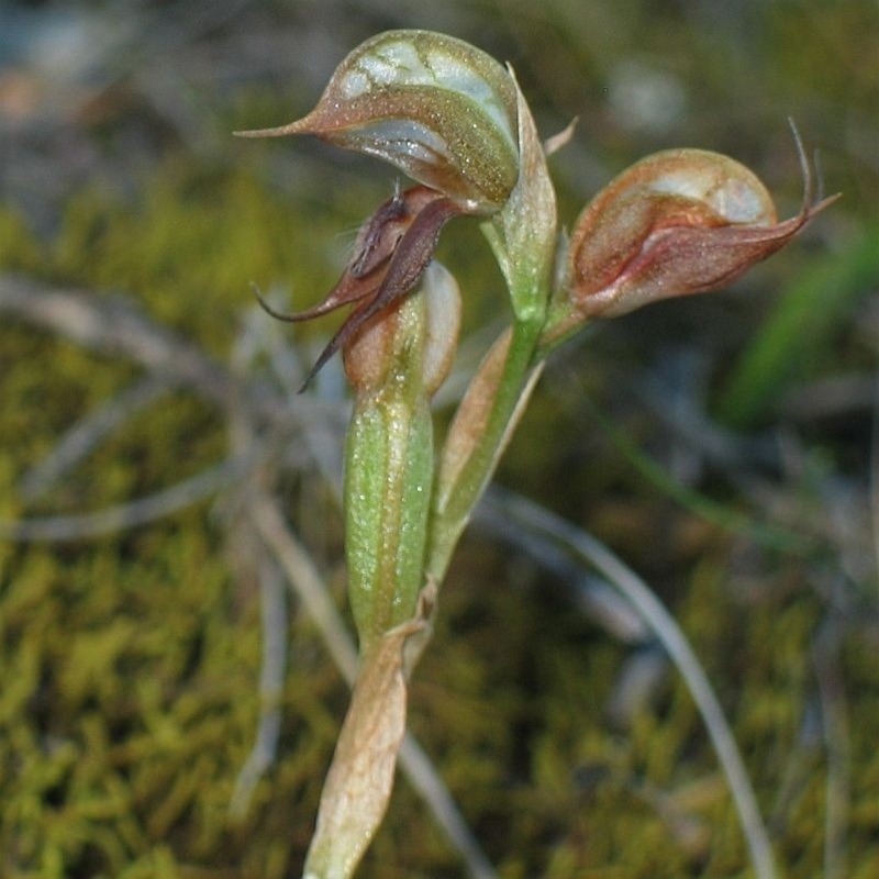 Oligochaetochilus calceolus