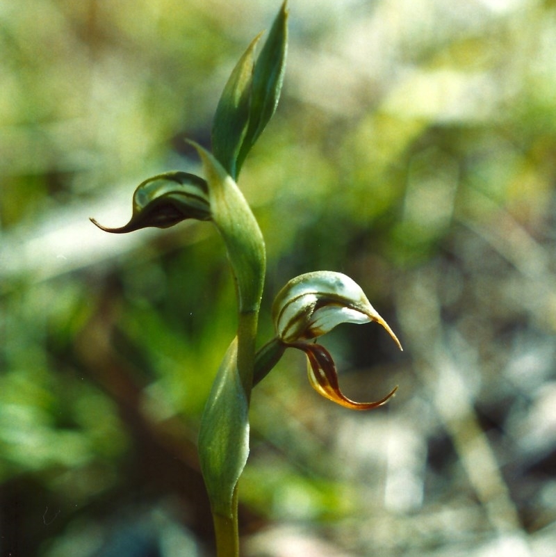 Oligochaetochilus hamatus