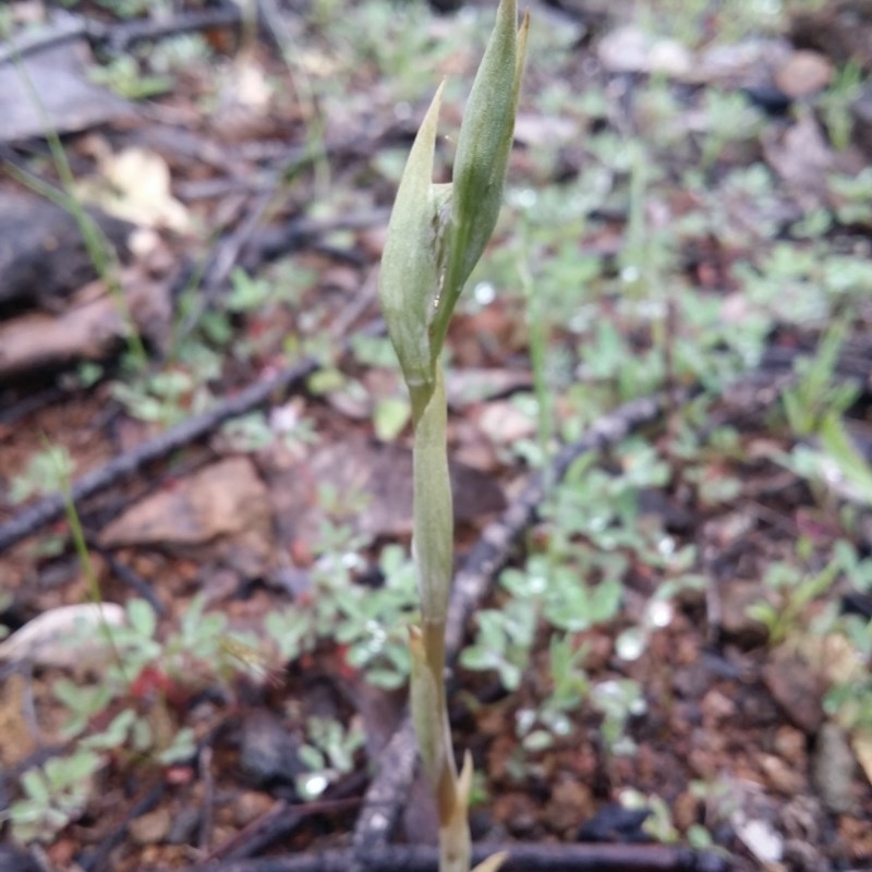 Oligochaetochilus sp.