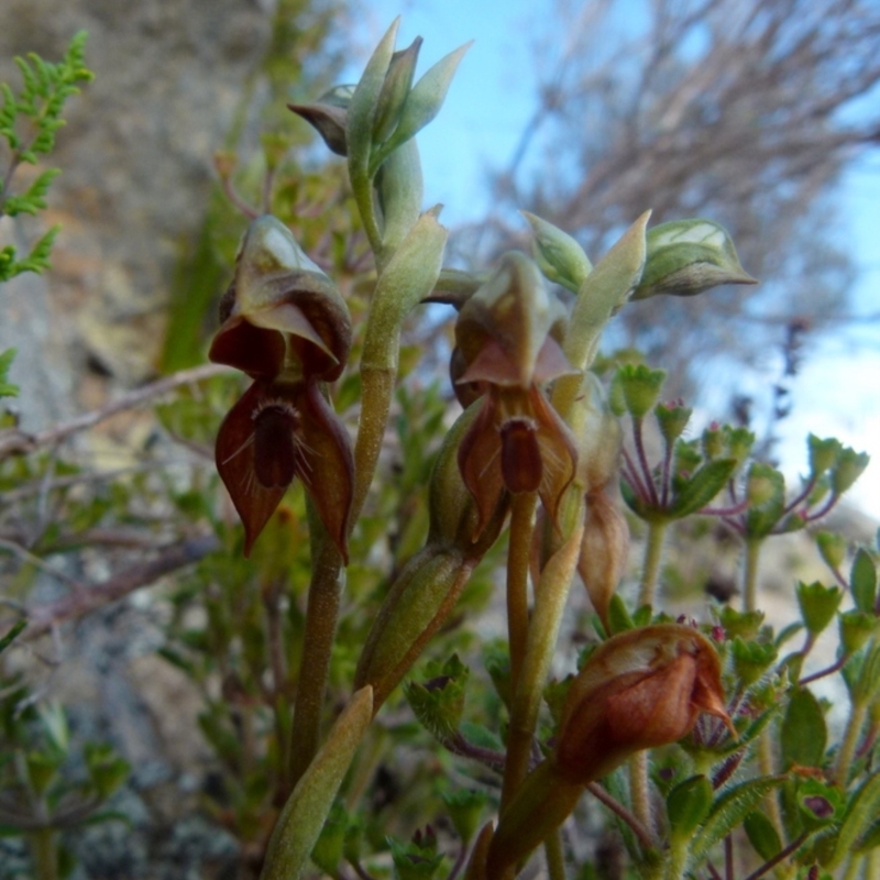 Oligochaetochilus squamatus