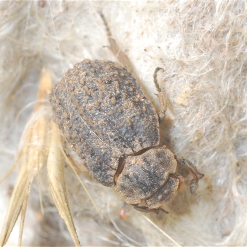 Omorgus sp.