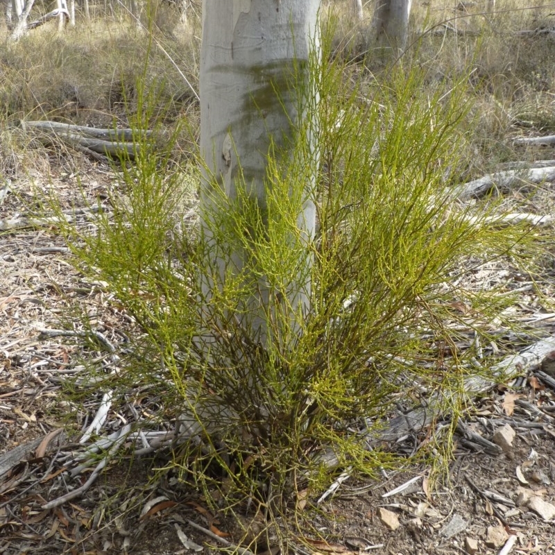 Omphacomeria acerba