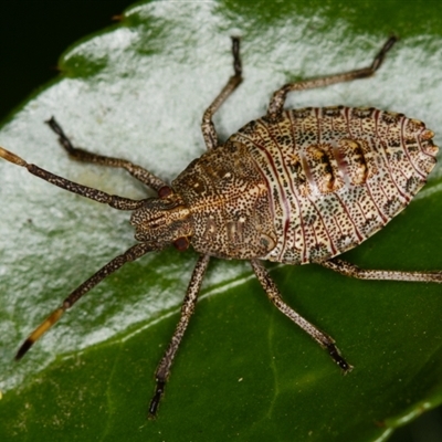 Nymph