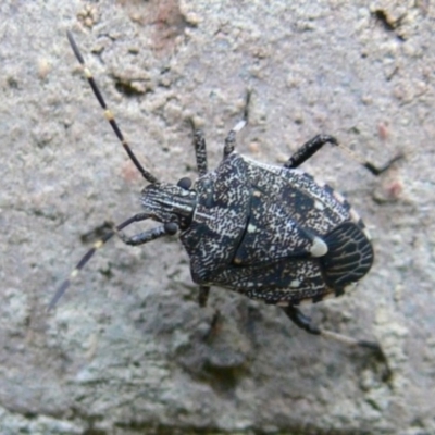 Oncocoris sp. (genus)