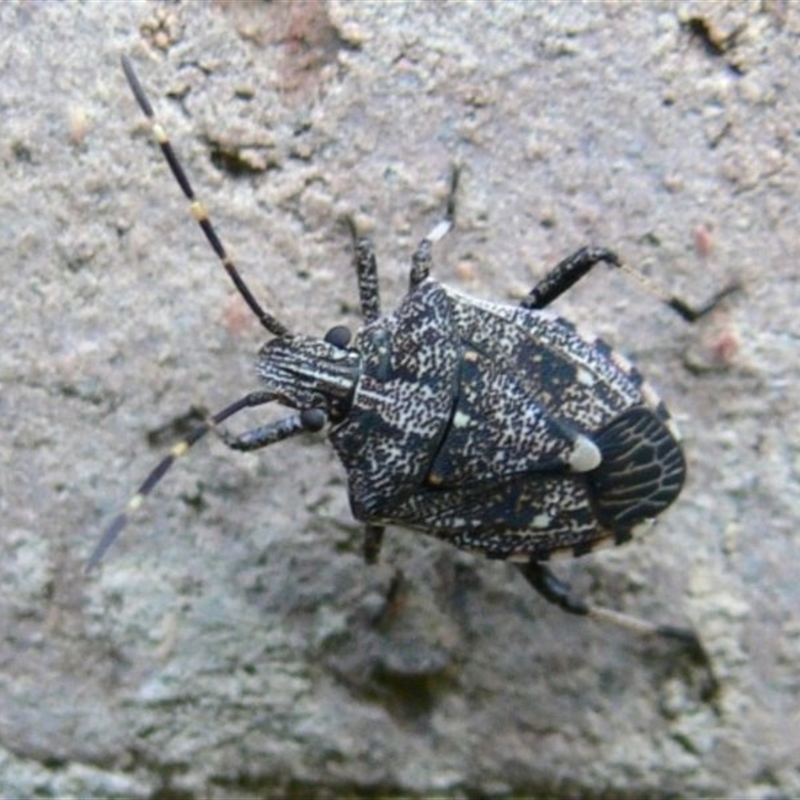 Oncocoris sp. (genus)