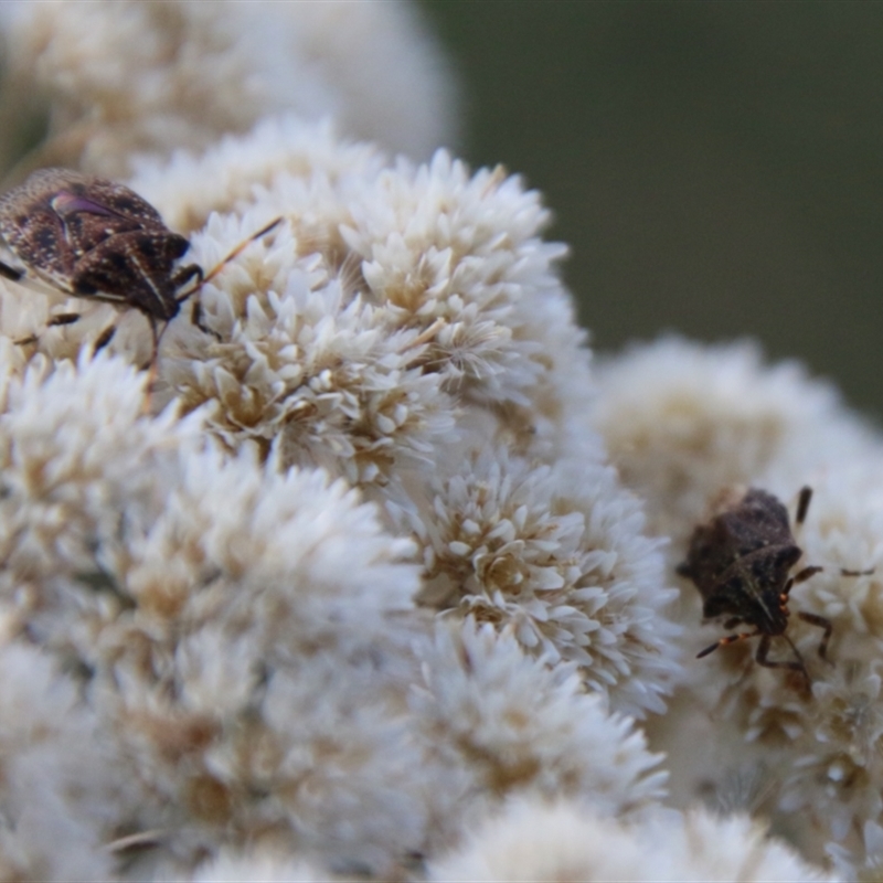 Oncocoris sp. (genus)