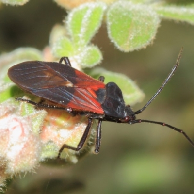 Oncopeltus (Oncopeltus) sordidus