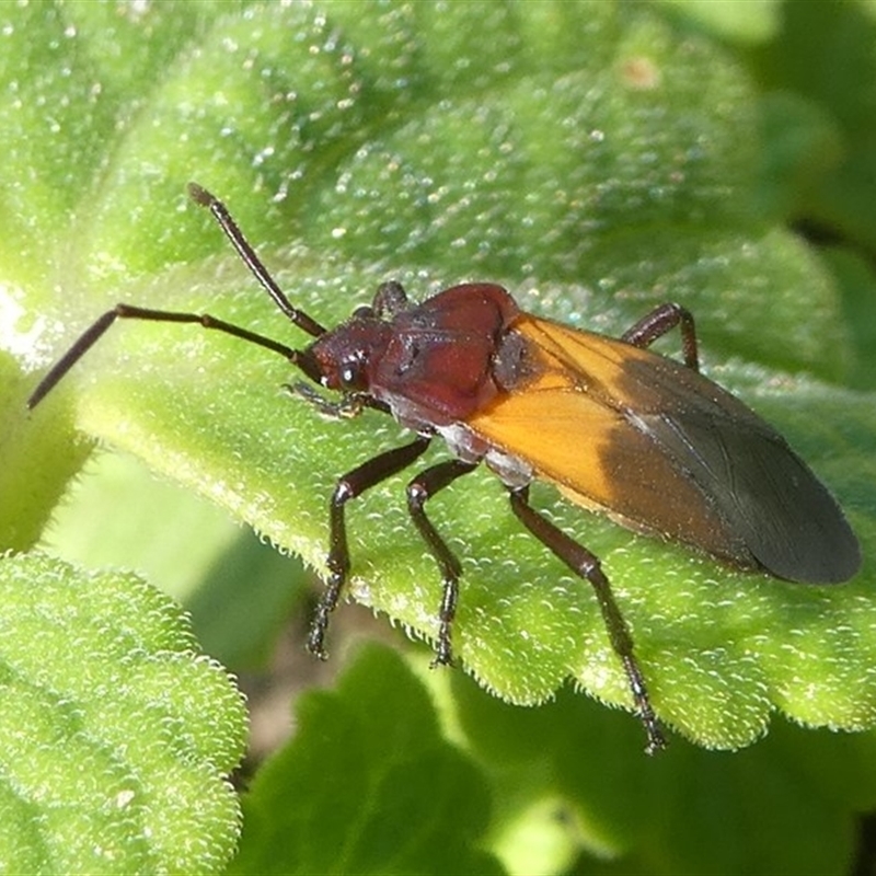 Oncopeltus (Oncopeltus) sordidus