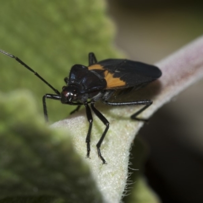 Teneral Adult