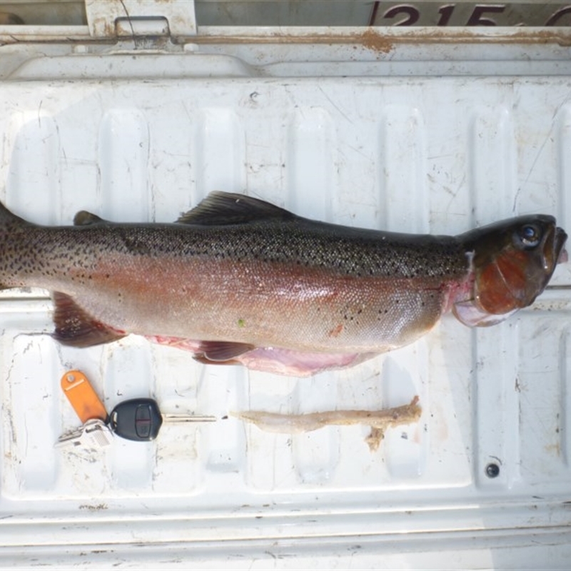 Oncorhynchus mykiss