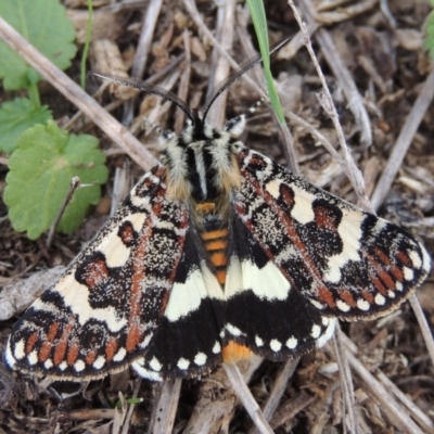 Apina callisto