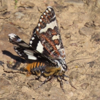 Female