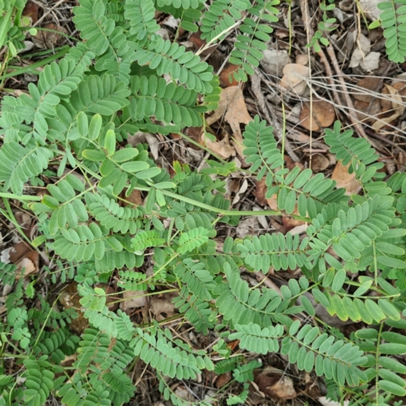 Onobrychis viciifolia