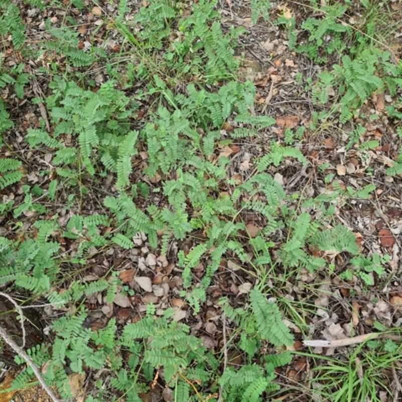 Onobrychis viciifolia