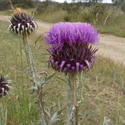 Onopordum illyricum