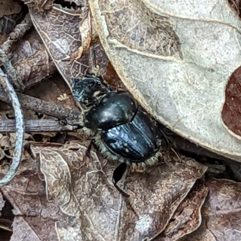 Onthophagus auritus