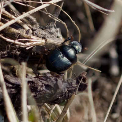 Onthophagus australis