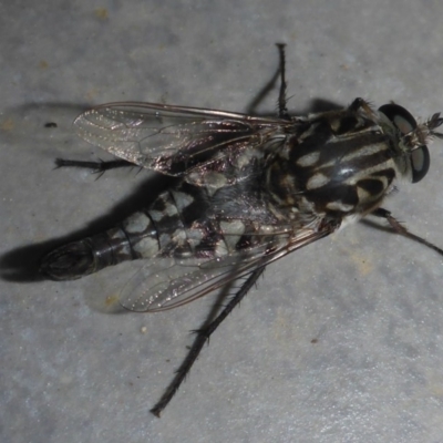 Apiocera moerens