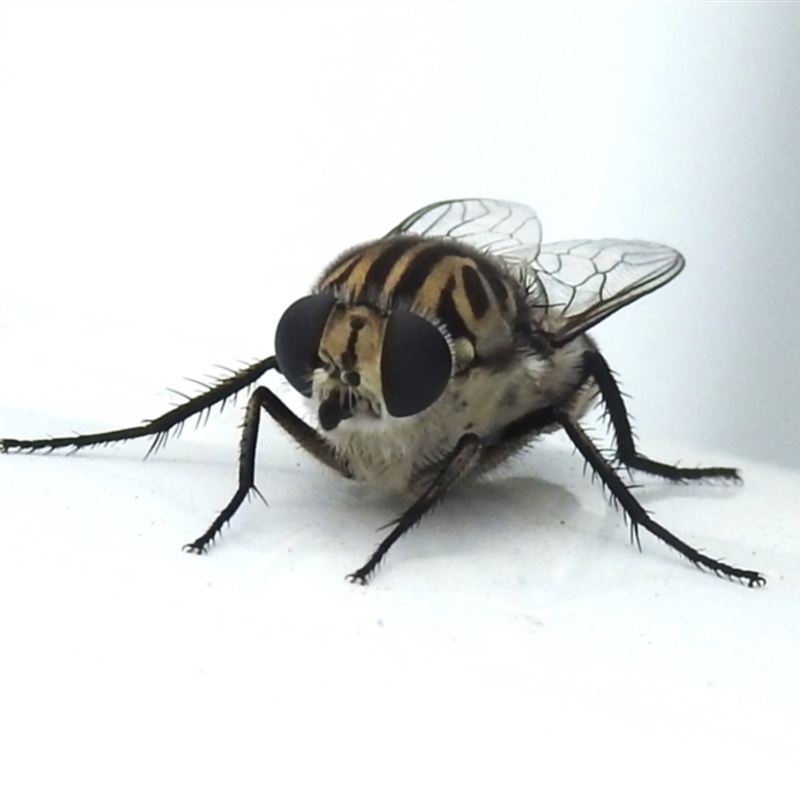 Apiocera moerens