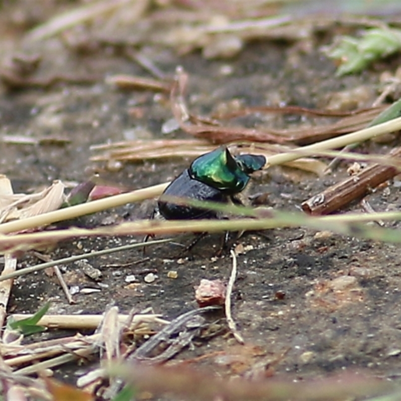 Onthophagus dandalu