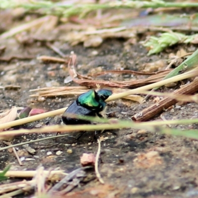 Onthophagus dandalu