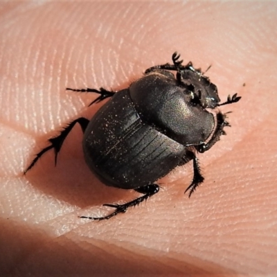 Onthophagus fuliginosus