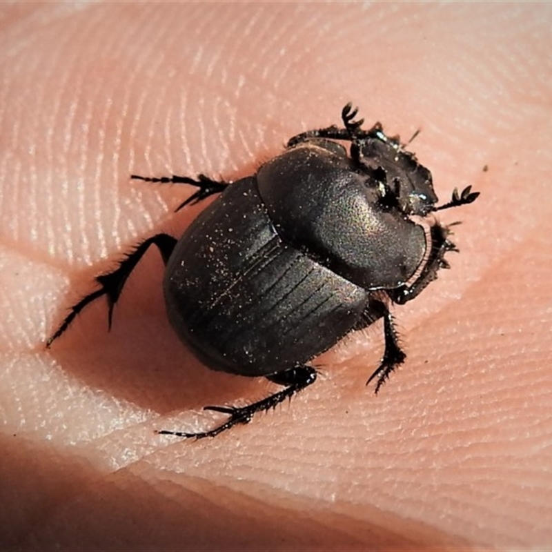 Onthophagus fuliginosus