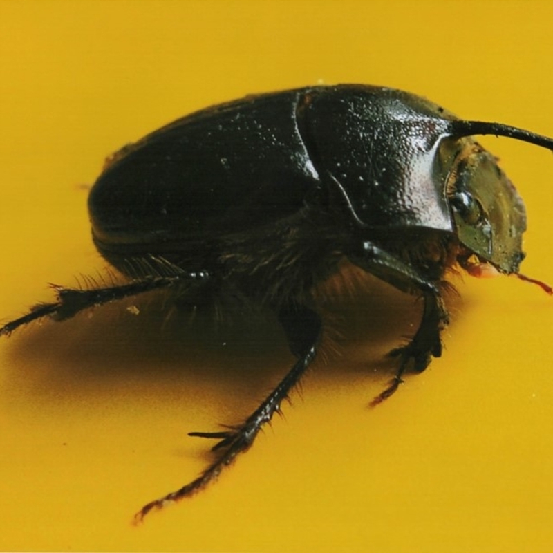 Onthophagus pronus