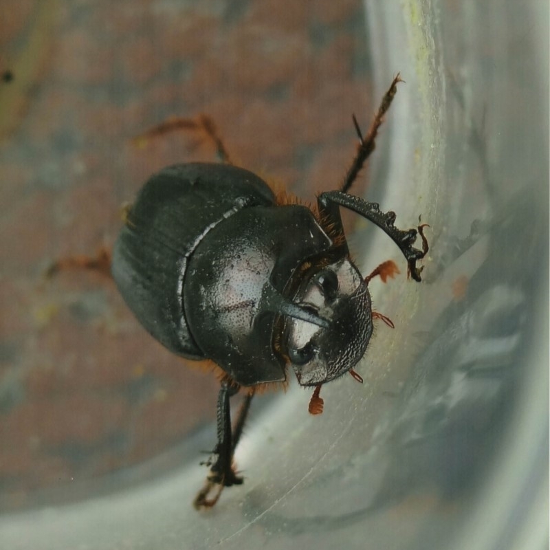 Onthophagus pronus