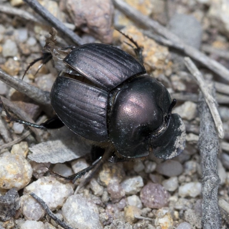 Onthophagus sp. (genus)