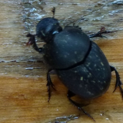 Onthophagus sp. (genus)