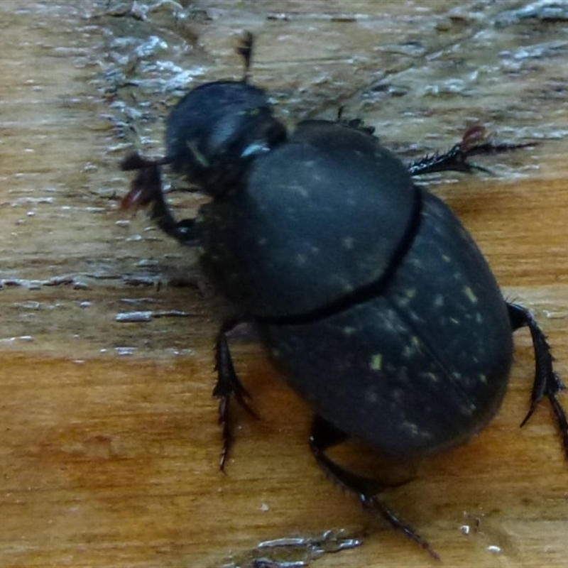 Onthophagus sp. (genus)