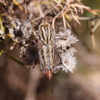 Apiocera sp. (genus)